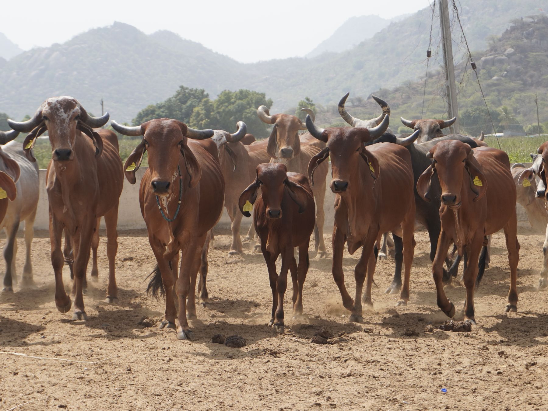 Animal Health Nutrition