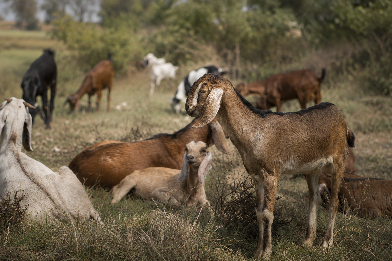 Animal Health